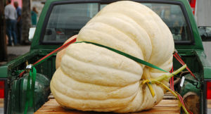 Large Pumpkin