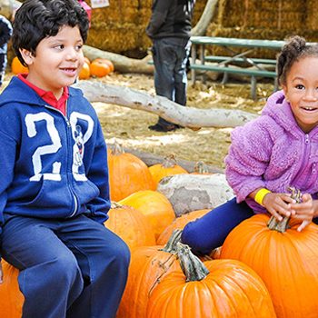 Pumpkin Patch