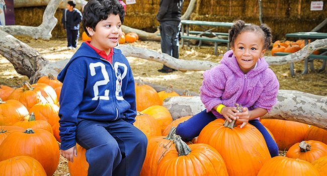 Pumpkin Patch