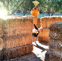 Pumpkin Patch Giant Hay Maze