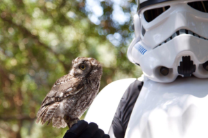 Star Wars Owl