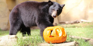 Zoo Pumpkin