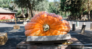 Large Pumpkins