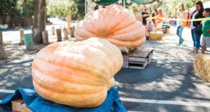 Large Pumpkins