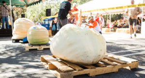 Large Pumpkins