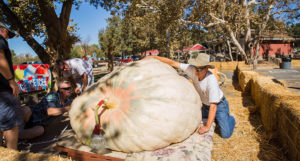 Irvine Park Railroad │ Train Rides │ Party and Special Event Areas │ Moon Bounce Rentals │ Wheel Fun Rentals at Irvine Park Bike and Paddle Boat Rentals │ Pumpkin Patch │ Christmas Train │ Easter Eggstravaganza │ 4th Grade California History Education Program │ Snack Bars │ irvineregionalpark irvineparkfun ocparks trainrides birthdayparties bikerentals paddleboats orangecounty oc familyfun chapmanatjamboree