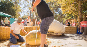 Large Pumpkins